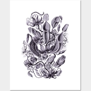 Ernst Haeckel Pitcher Plant Lavendar Posters and Art